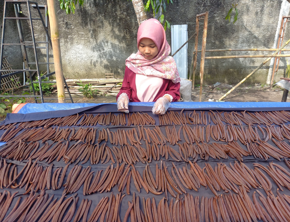 Vanilla curing process